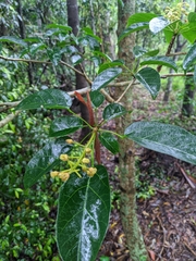 Sterculia quadrifida
