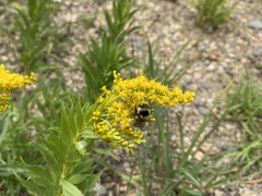 Solidago multiradiata scopulorum