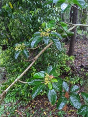 Sterculia quadrifida