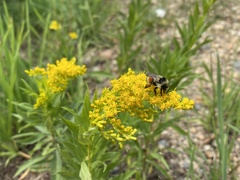 Solidago multiradiata scopulorum