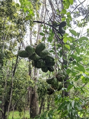Sterculia quadrifida
