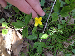 Ranunculus hispidus