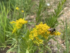Solidago multiradiata scopulorum