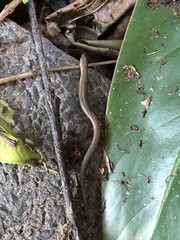 Calyptotis scutirostrum