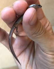 Calyptotis scutirostrum