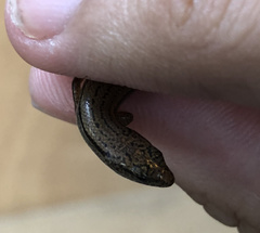 Calyptotis scutirostrum