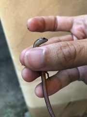 Calyptotis scutirostrum