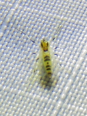 Cricotopus sylvestris