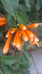 Pyrostegia