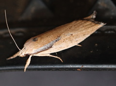 Pilostibes basivitta