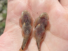 Hemimyzon formosanus