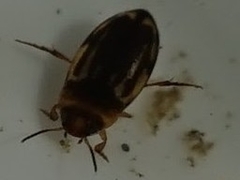 Hydroglyphus japonicus