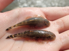 Hemimyzon formosanus