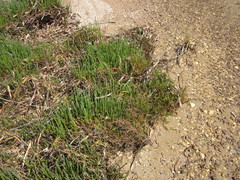 Tecticornia lepidosperma