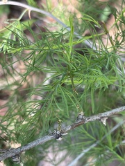 Asparagus aspergillus
