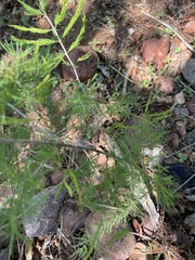 Asparagus aspergillus