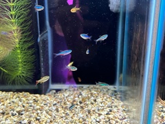 Paracheirodon simulans