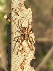 Neoscona theisi