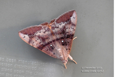 Oxyodes