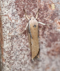 Pilostibes basivitta