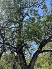 Salvadora australis