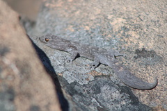 Christinus marmoratus