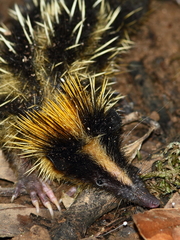 Hemicentetes semispinosus