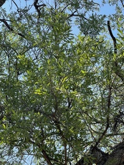 Salvadora australis