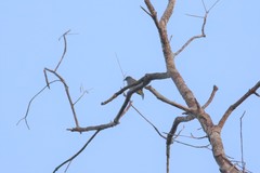 Rubigula cyaniventris