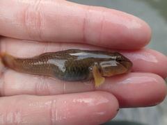Rhinogobius candidianus