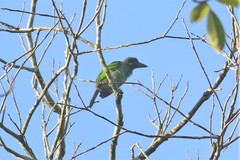 Psilopogon rafflesii