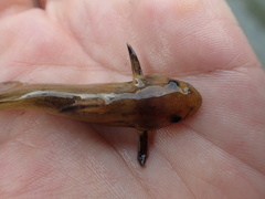 Tachysurus brevianalis