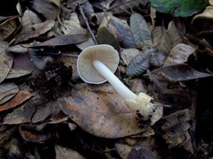 Volvariella smithii