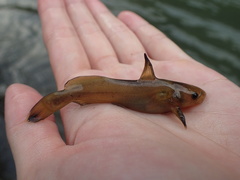 Tachysurus brevianalis