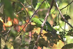 Chloropsis sonnerati