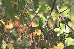 Chloropsis sonnerati