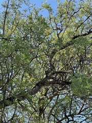Salvadora australis