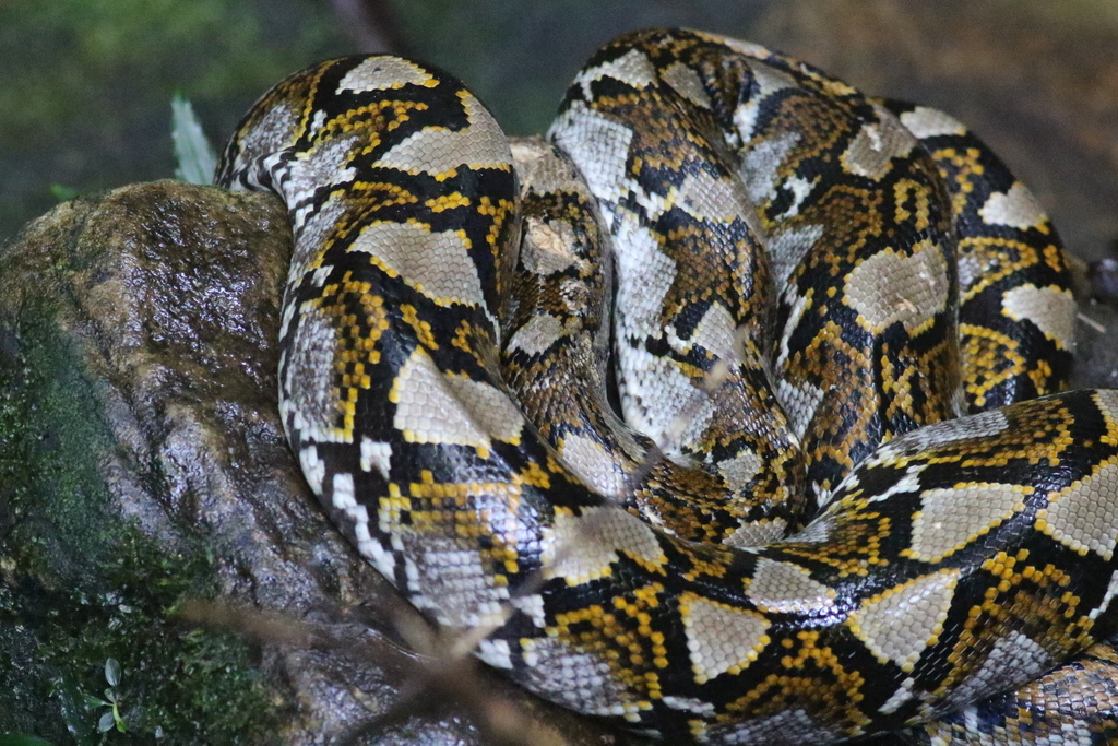 Reticulated Python from Gunung Panti Recreational Forest, 81900 Kota ...