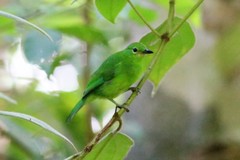 Chloropsis sonnerati