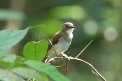 Cyornis umbratilis