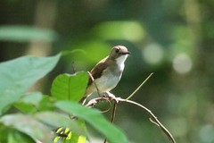 Cyornis umbratilis