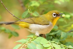 Zosterops maderaspatanus