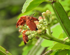Cissus quadrangularis