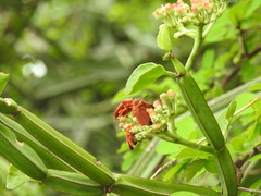Cissus quadrangularis