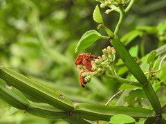 Cissus quadrangularis