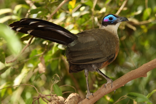 Giant Coua