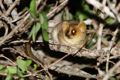 Microcebus murinus