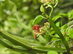 Cissus quadrangularis