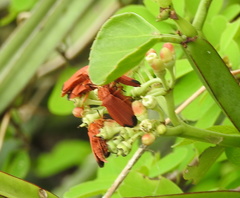 Cissus quadrangularis