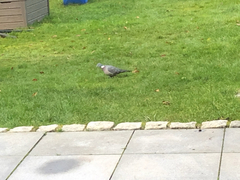 Columba palumbus